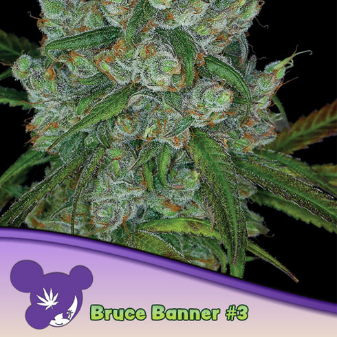 Anesia Seeds - Bruce Banner #3